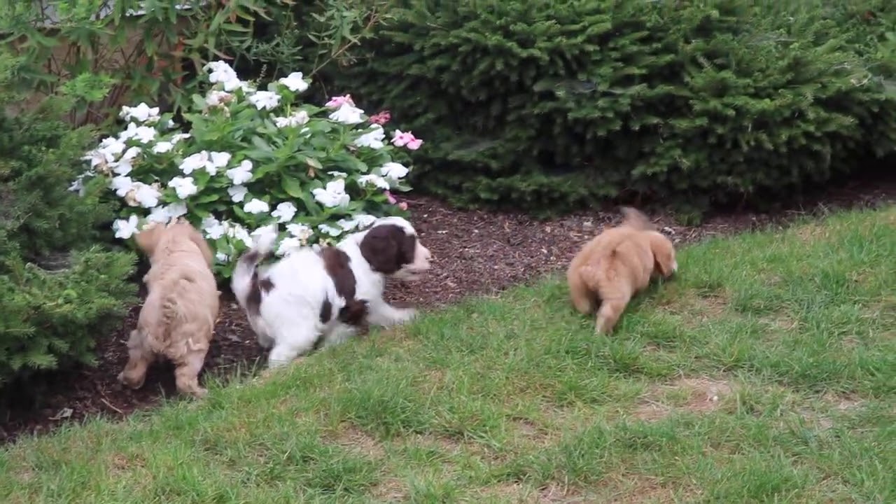 Springerdoodle Puppies For Sale Sc