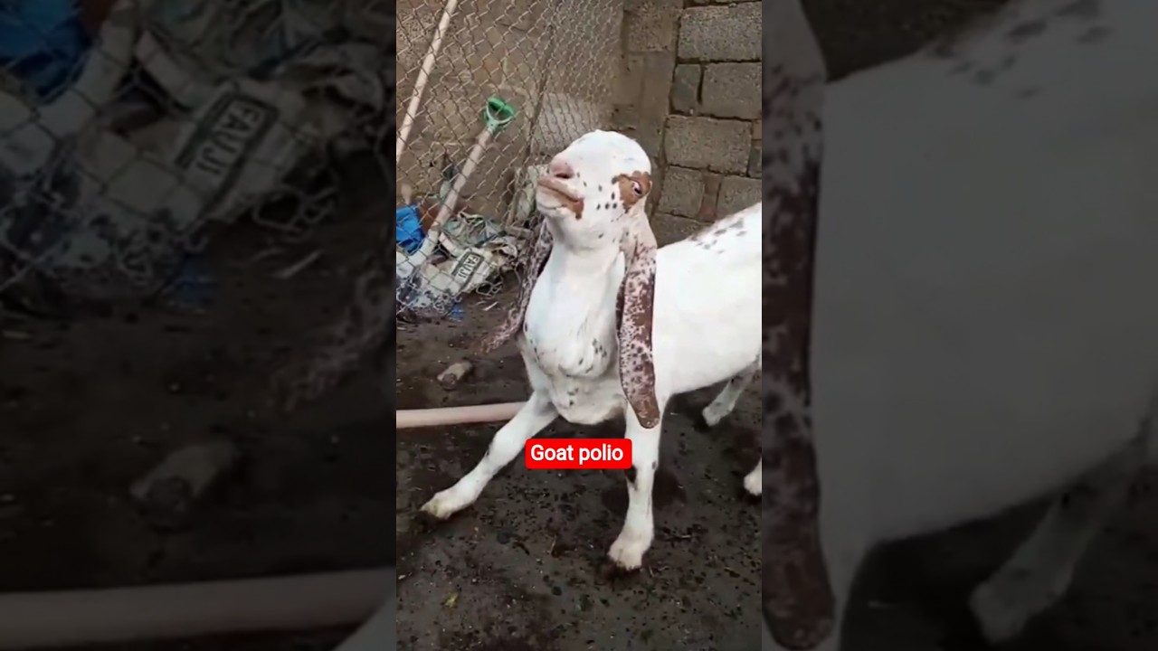 Goat polio | Polioencephlomalacia| 