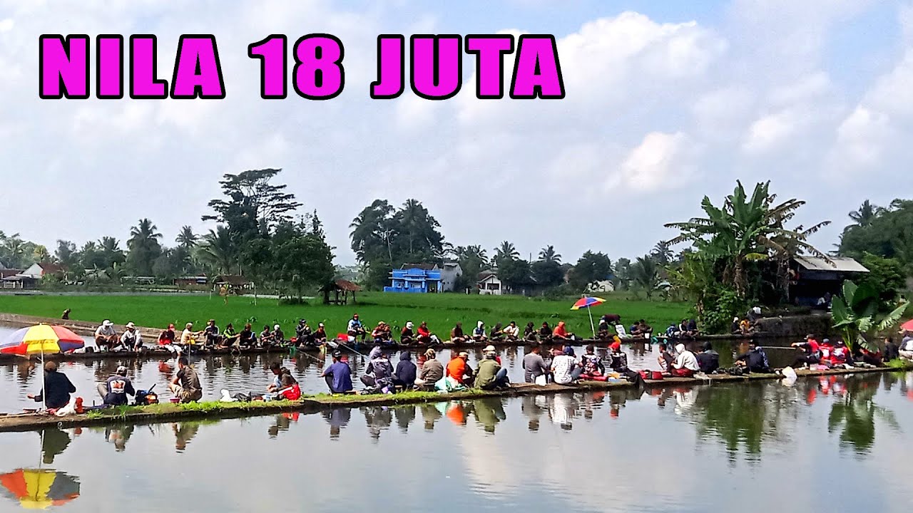 MANTAP JAYA ‼ 18 JUTA BORONGAN NILA 50 PESERTA