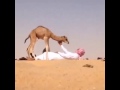 حلات لبل حلات لبل