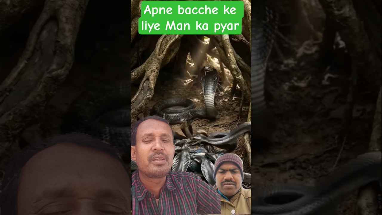 💕bird baby snake hunting? 