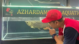 Di anntara RTG or red tali Golden arowana fish