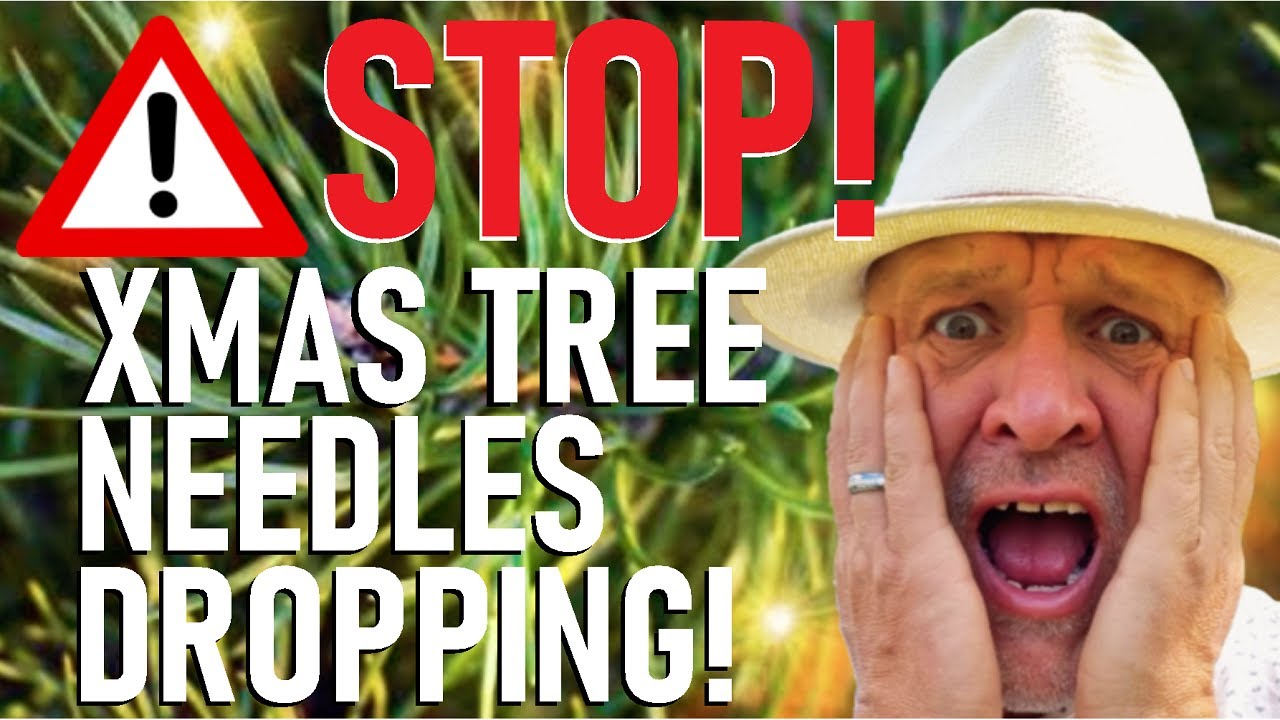 Пять способов предотвратить осыпание иголок с рождественской елки. Решения проблемы осыпания иголок.