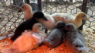 ASMR Baby ducks relaxing sounds with music #youtube #asmr #ducksound #music #relaxing #farmanimals