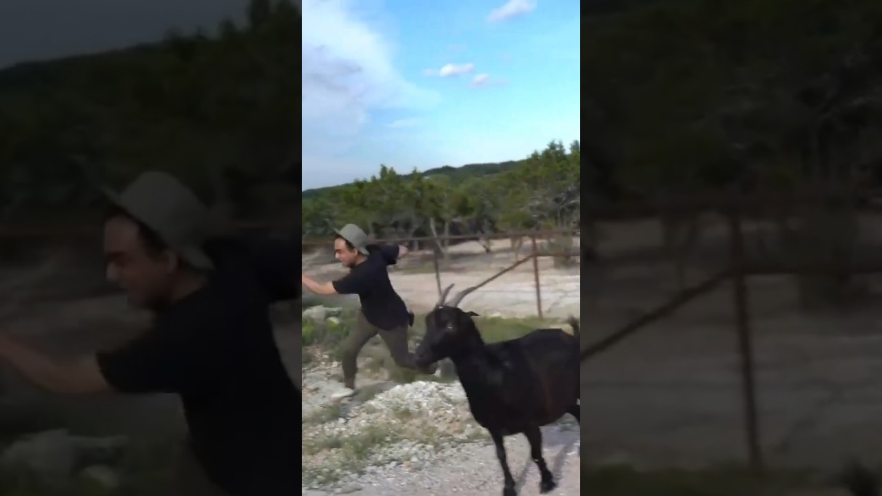 @Squeex chased by my goats 🏃‍♂️💨🐐 #shorts #goat #collab #maya #mayahiga #twitch #streamer