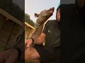 Taming a hyena to make it friendly