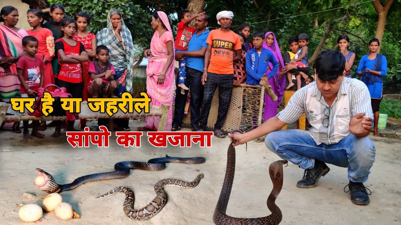 एक ही घर में एक साथ मिले इतने सारे जहरीले सांप, सांपो ने खाया एक से बढ़कर एक विचित्र जीव फिर जो हुआ!