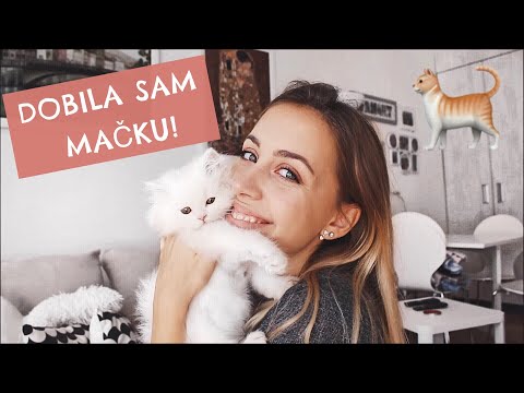 Video: Američka žičana Mačka: Kupnja Mačića