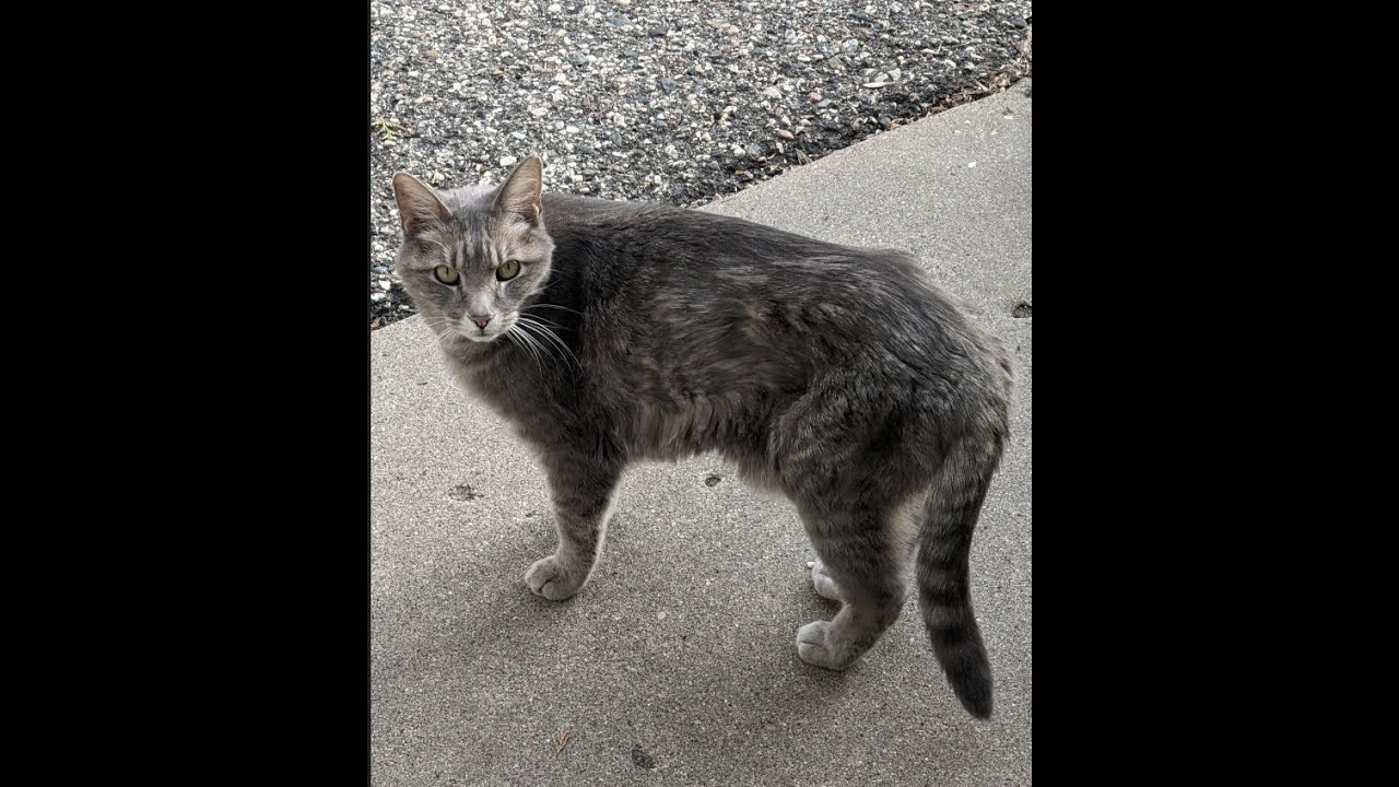 Thumper the Cat hunting rabbit *GRAPHIC* - YouTube