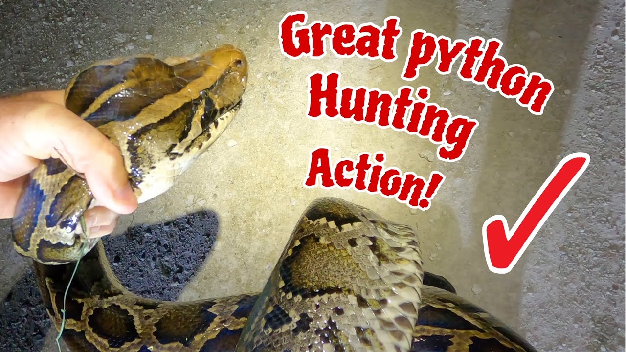 Great python hunting action! - YouTube