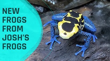 Joshs Frogs Unboxing Dart Frogs