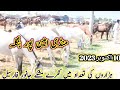 ہزاروں نکرے مشکے گھوڑے فار سیل آمین پور منڈی فیصل اباد 10 اکتوبر Horse For Sale In Mandi Aminpur ہزاروں نکرے مشکے گھوڑے فار سیل آمین پور منڈی فیصل اباد 10 اکتوبر Horse For Sale In Mandi Aminpur
