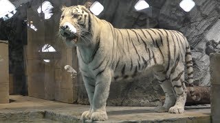 White tiger (NIFREL, Osaka, Japan) March 12, 2019 - YouTube