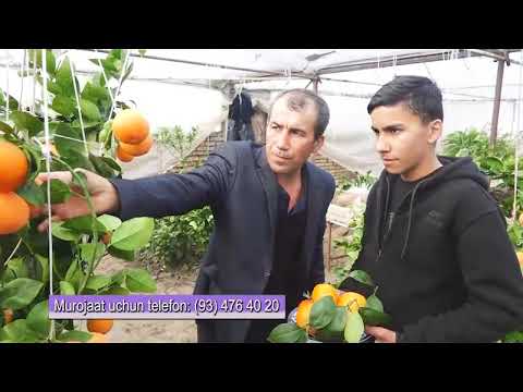 Video: Apelsin daraxti