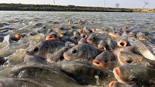 Discovered a strange flying object, fed the fish | nguyen ngoc bich