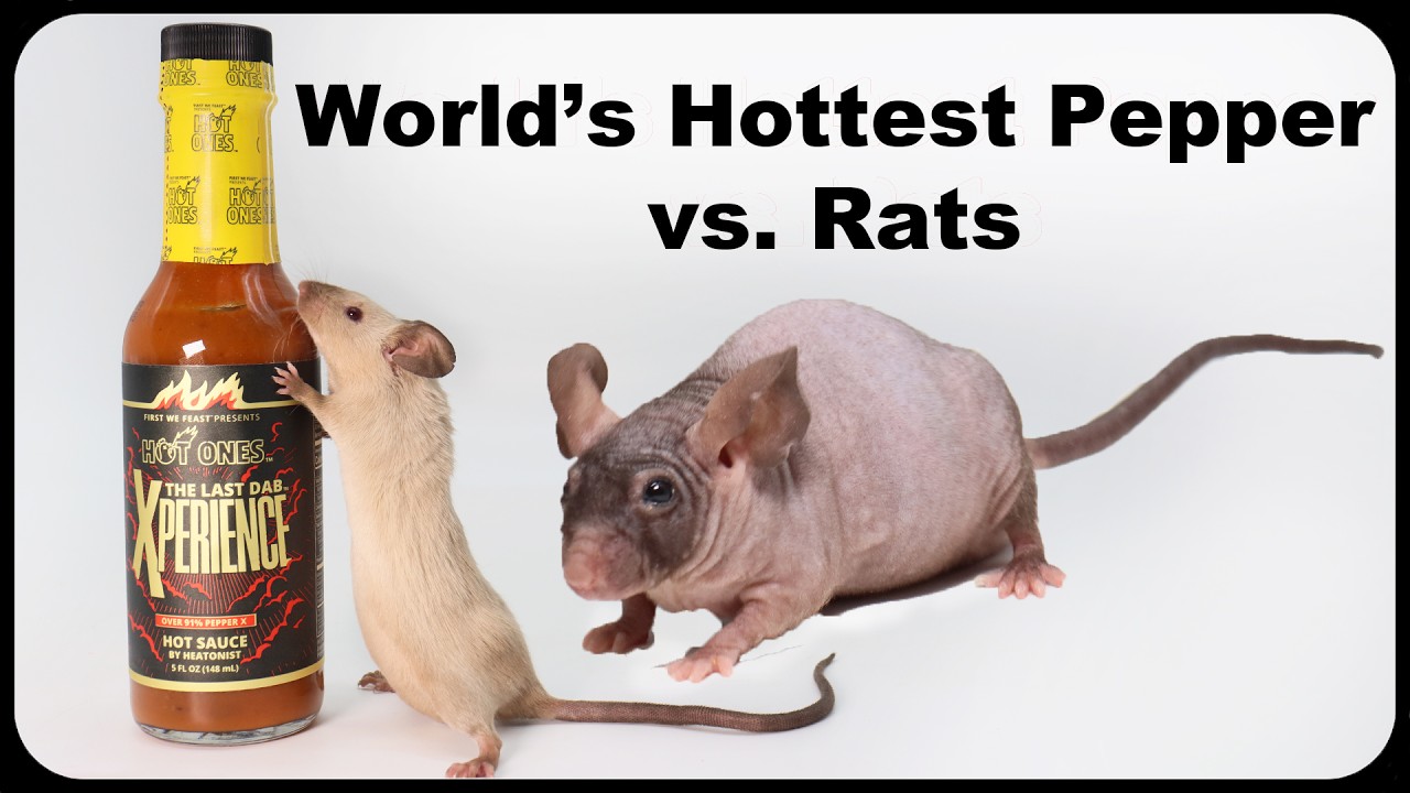 Judas Rat Trap - Using A Pet Rat To Catch Nasty Invasive Wild Rats.  Mousetrap Monday 