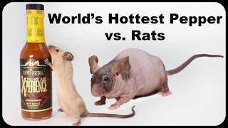 Pepper X  Does The World's Hottest Pepper Repel Rats & Mice. Mousetrap Monday