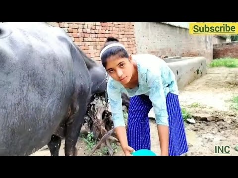 Beautiful girl making bath for buffalo 🐃 | Bathing girl | Animals kingdom |by # Bavana Gowda #