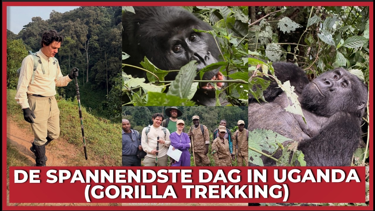 DE SPANNENDSTE DAG IN UGANDA (GORILLA TREKKING) - #2552