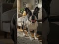 Pet zoomies activated #viralshortsvideofunny #pets #dogcare #cutedogs #zoomies #petgrooming #fun