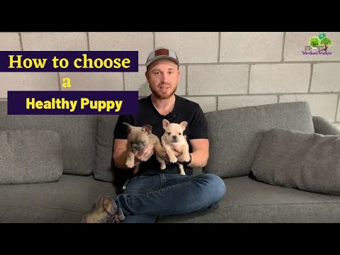 Video: How To Choose A French Bulldog Puppy