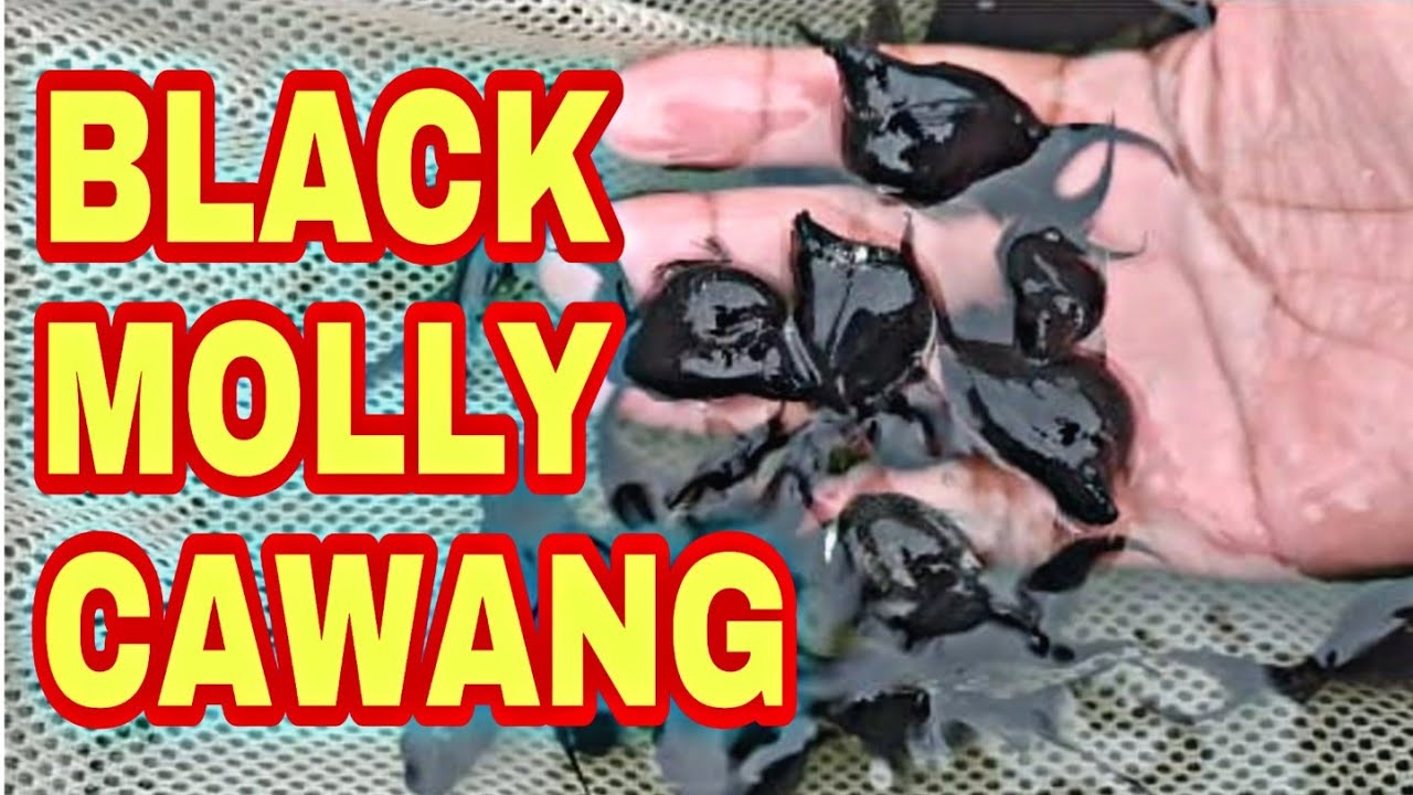 budidaya molly black cawang