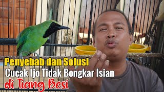 BONGKAR RAHASIA! MENGATASI CUCAK IJO SUSAH BONGKAR ISIAN || PERAWATAN CUCAK IJO BIAR BONGKAR ISIAN