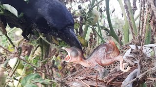 Crow GRABS OUT Sleeping baby bird from Nest || Crow Attack | Bulbul mother feeding birds | Attack 2