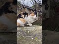Please donate #viral #viralvideo #catsoftiktok #cat #catsofinstagram #pets #catsofyoutube #kitten