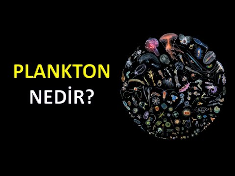 Video: Plankton Nedir