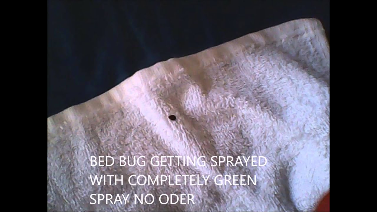 Killing bed bugs with my home made spray YouTube