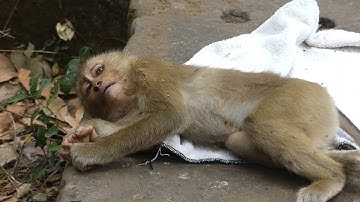 Monkey Bruno to NGO!! poor monkey Bruno falling down from the high tree and broken whole body
