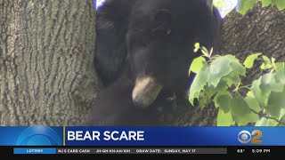 Bear Stuck Up Tree Has One New Jersey Breaking All Quarantine Rules For A Sneak Peek