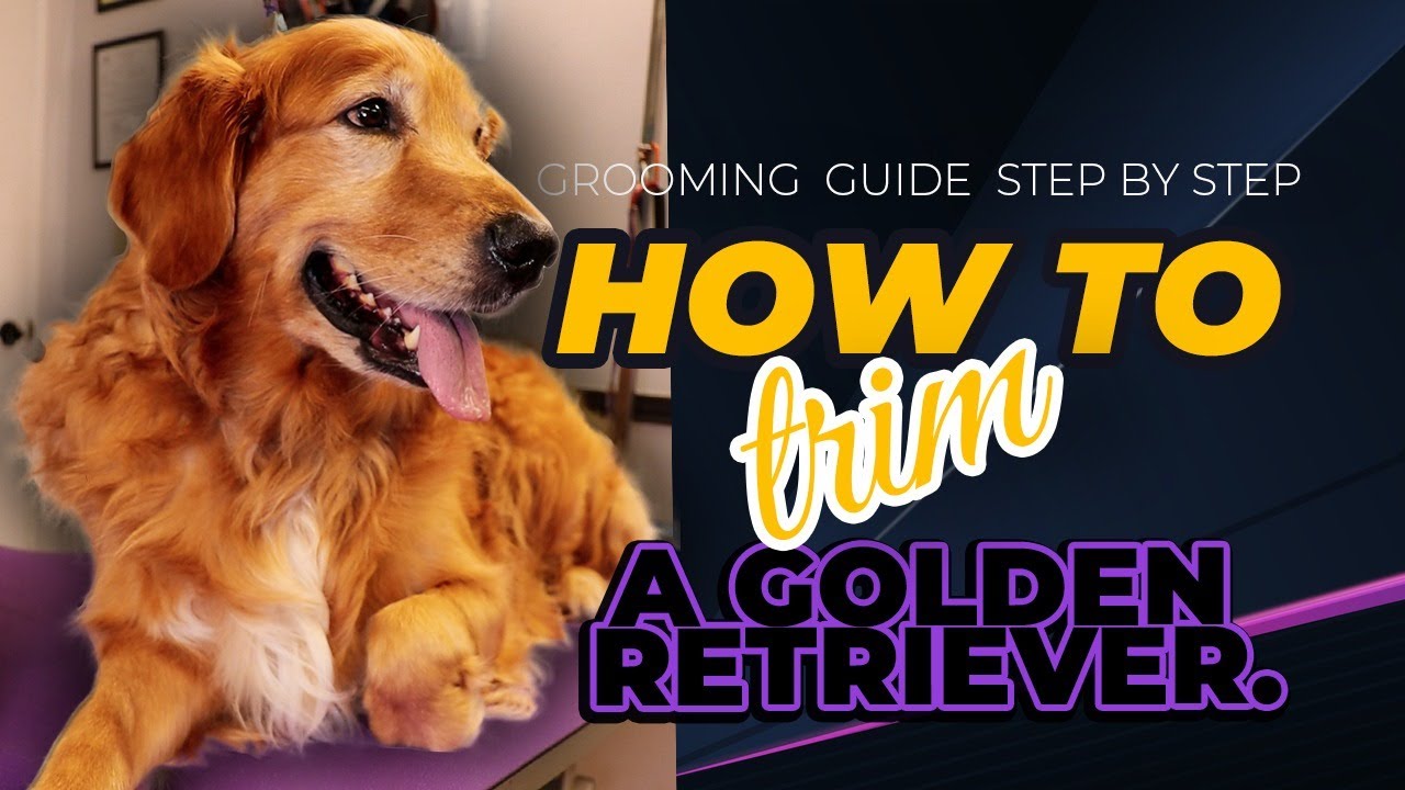 How To Trim A Golden Retriever S Beard