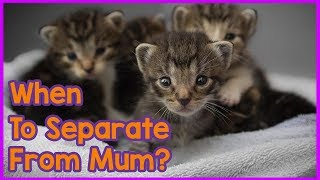 Separating Kittens from Mothers! When Can Your Separate Kittens from Their Mother?