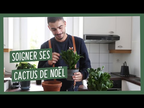 Vidéo: Problèmes de cactus de Noël - Comment traiter les maladies courantes du cactus de Noël