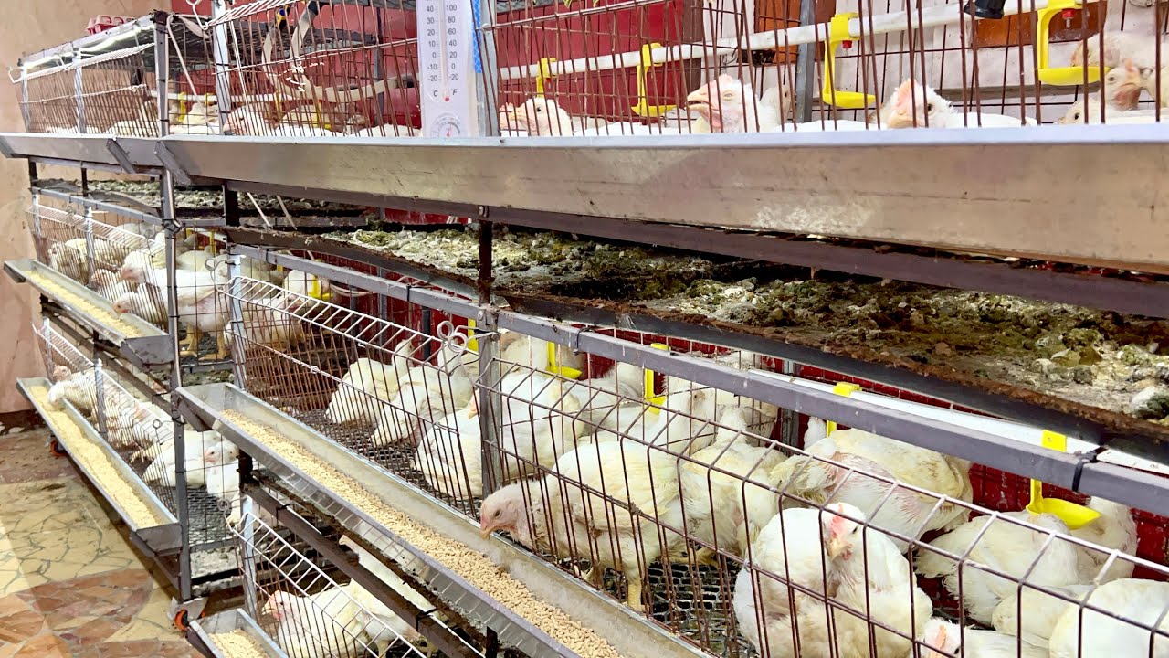 تجويع الفراخ 🐔 في الصيف وقت الحر اكبر خطأ ❌ افهم التربيه ✅