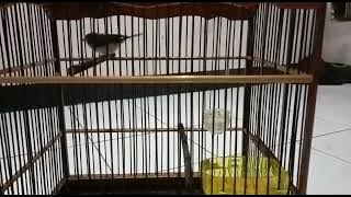 Burung Unik Berbadan Kecil, Cerecet Jawa Namanya