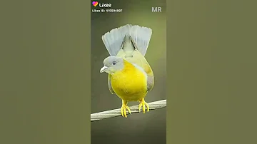 نسيم الصباح 
