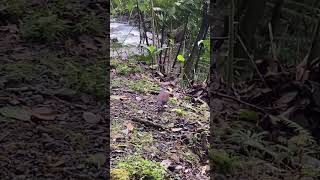 Buff Fronted Quail Dove
