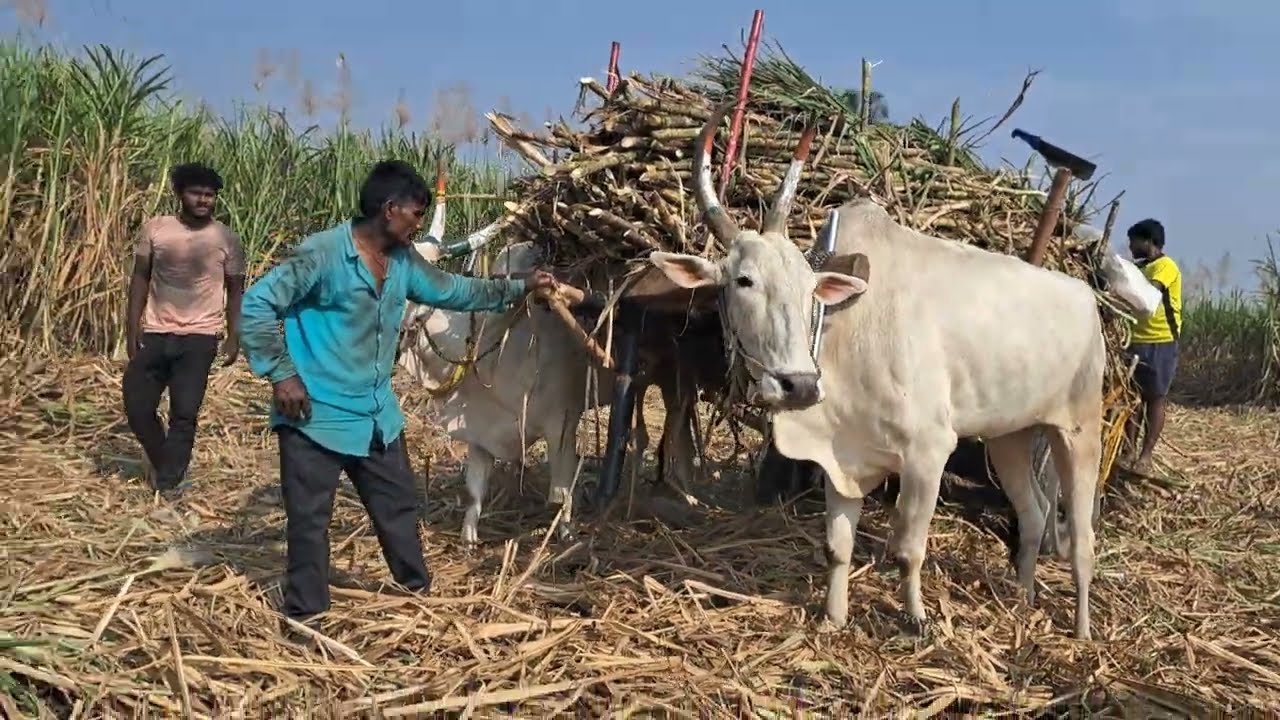 सोडा बैल मनले मी खर बोल्ल की राग येतो किती राग आला मालकाना डायरक ऊचकले माजावर भाडाय 😡😟