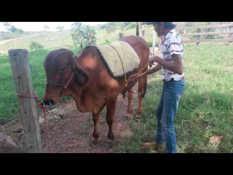 How To Get Rid Of Bulls Jumps At The Beginning Of The Training Process CALF TRAINING