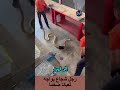 رجل شجاع في مواجهة ثعبان ضخم Viral 