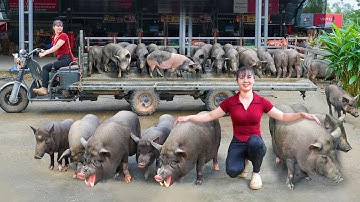 Selling Herd Of 800KG Pigs Each After 4 Month Of Raising, Use Truck Transport Pig Go To Market Sell