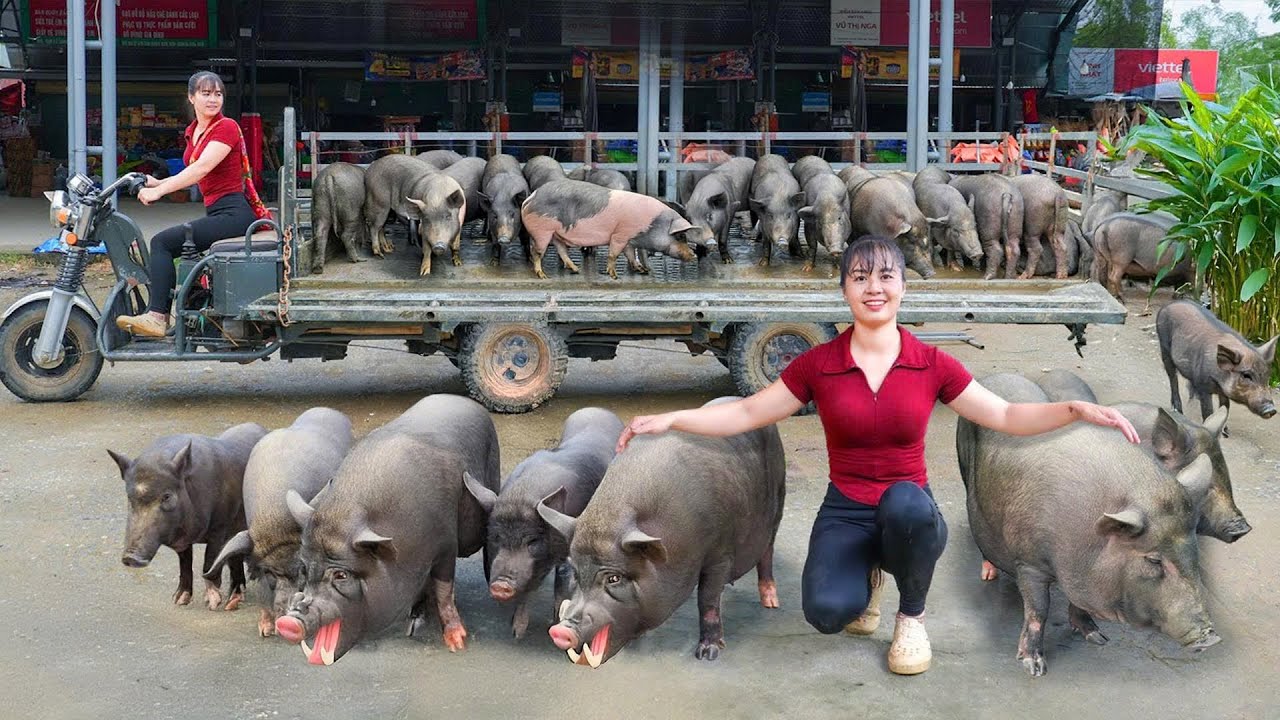 Selling Herd Of 800KG Pigs Each After 4 Month Of Raising, Use Truck Transport Pig Go To Market Sell