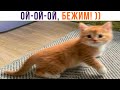 ОЙ-ОЙ-ОЙ, БЕЖИМ! ))) Приколы с котами | Мемозг 1165