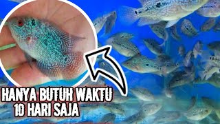 TIPS MEMBUAT BURAYAK LOUHAN CEPAT BESAR || CUMA PAKAI PAKAN ALA KADARNYA..