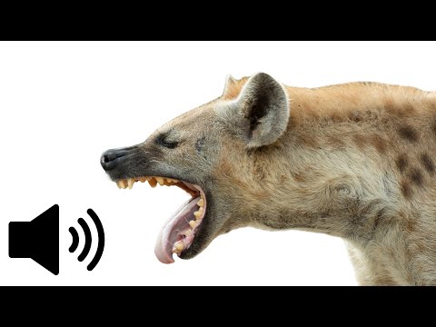 What does a Hyena sound like? (African Wild Dog) - Animal Sounds