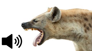 What does a Hyena sound like? (African Wild Dog) - Animal Sounds