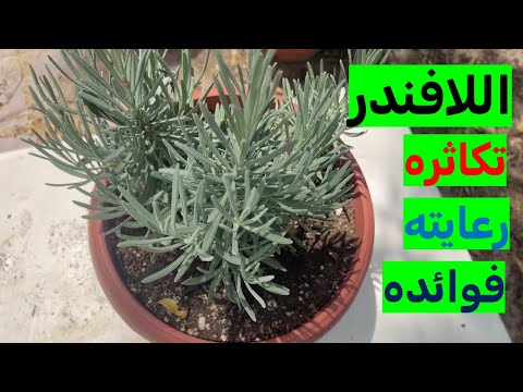 كيفية تكاثر نبات اللافندر بسهولة في المنزل العناية بنبات اللافندر فوائد اللافندر الصحية والجمالية